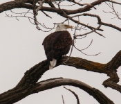 2016 02 20 Eagles 018